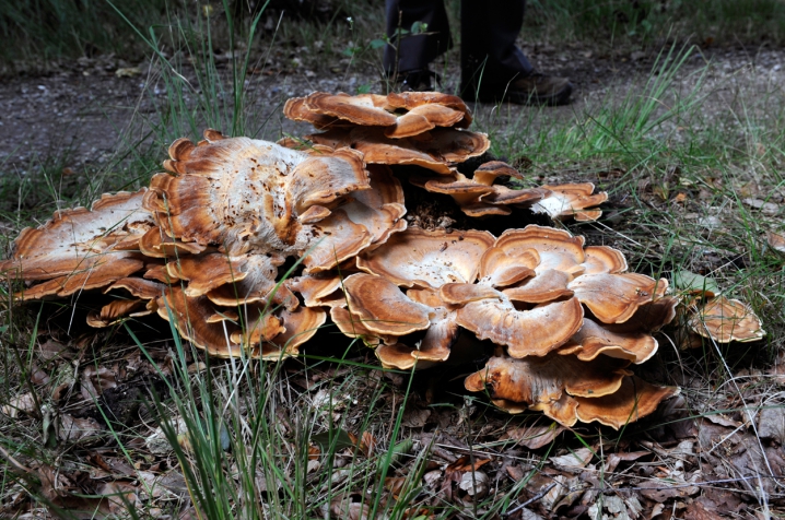 Paddestoelen