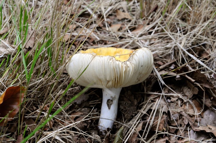 Paddestoelen