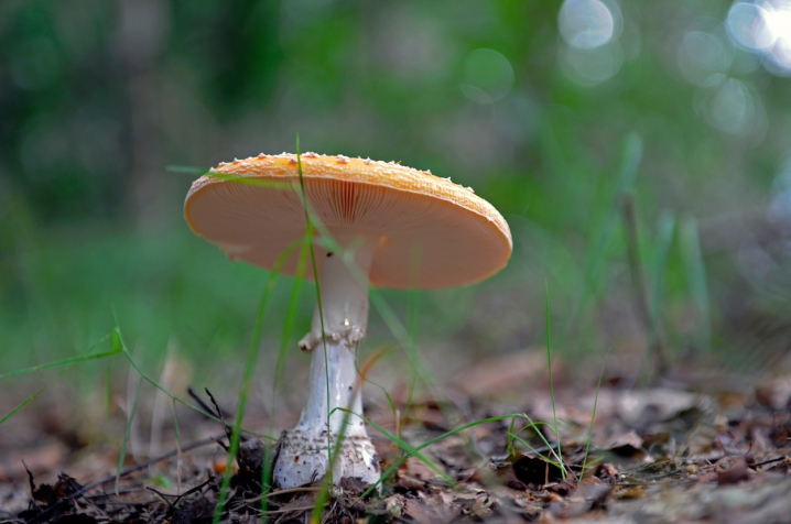 Paddestoelen