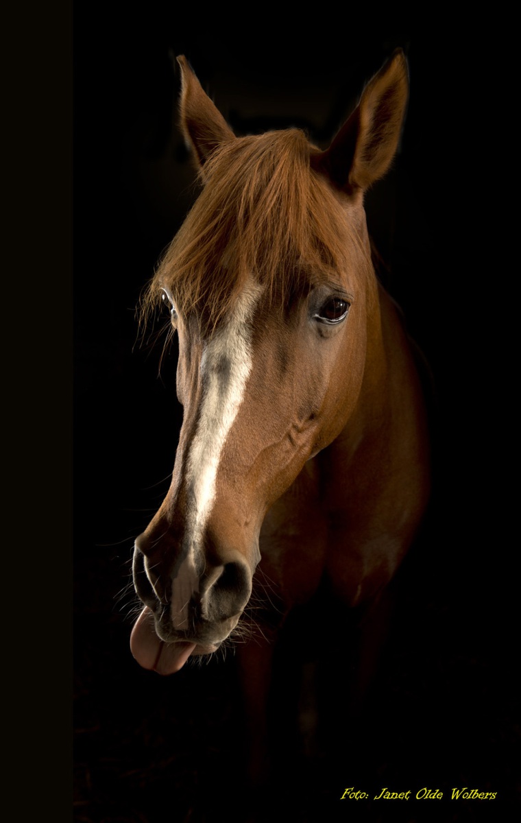 Paarden geportretteerd